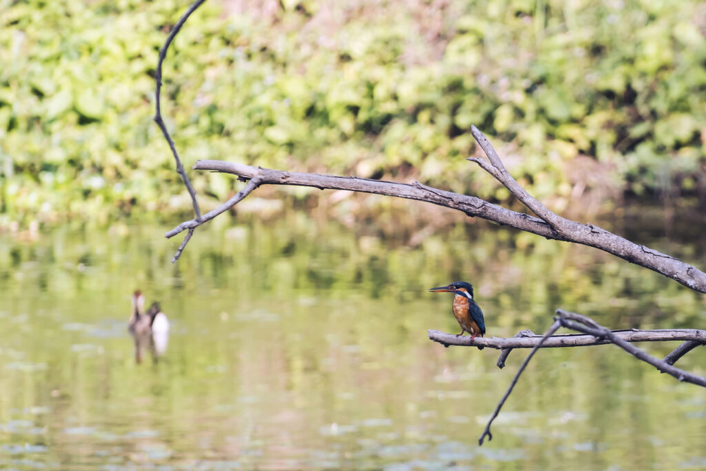 A kingfisher perched on a bare branch above still water