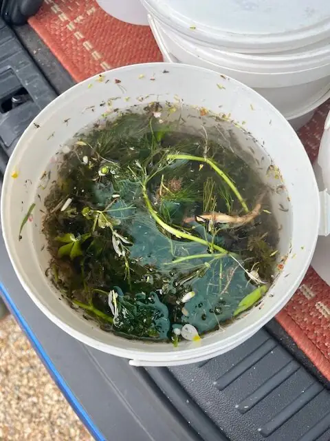 Invertebrate survey