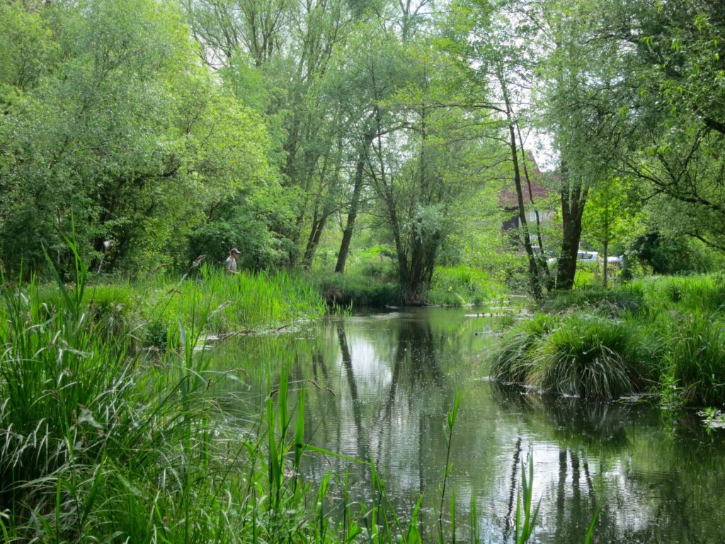 The River Whitewater running clear between reed-fringed banks