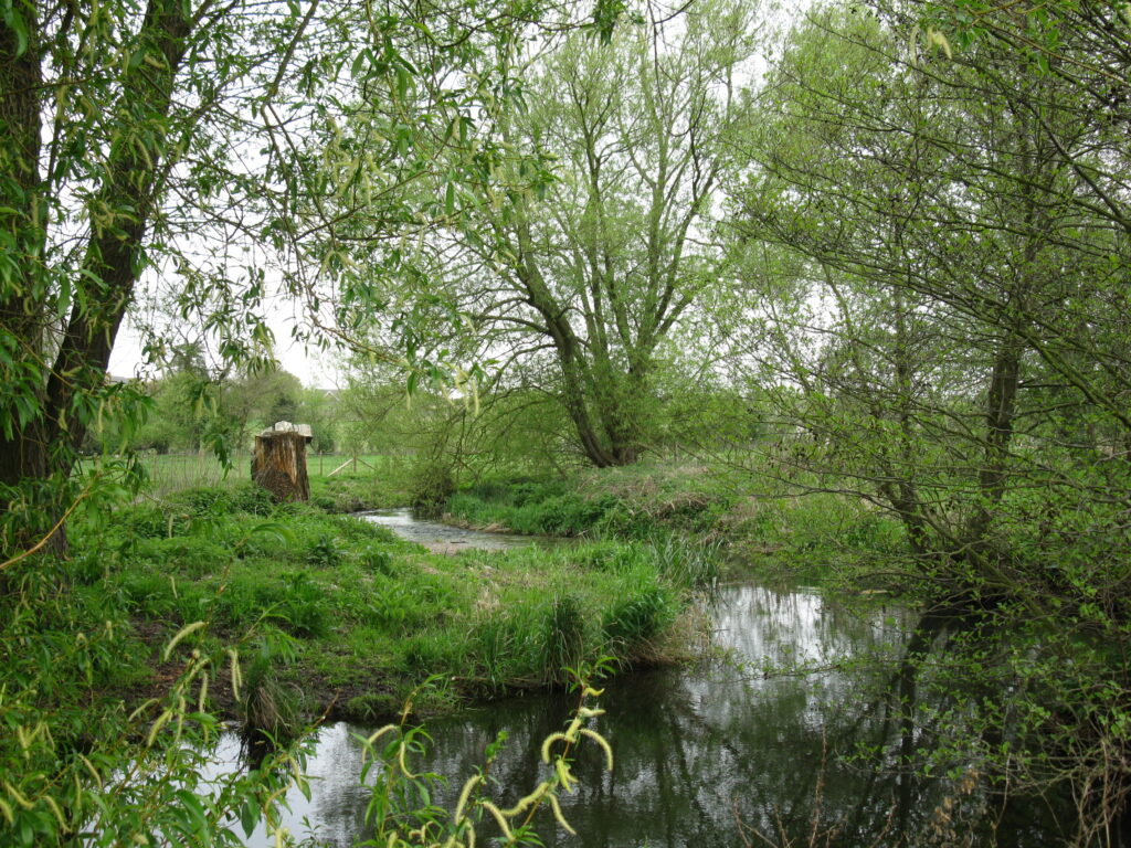 The River Whitewater flowing between overgrown banks and willow trees