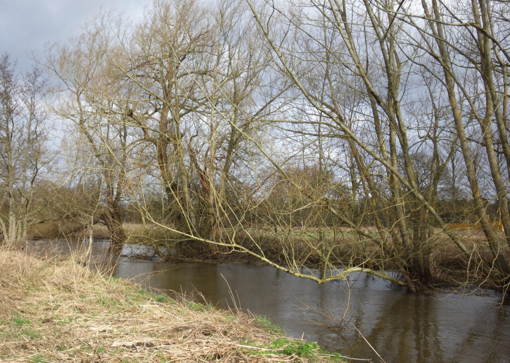 The River Whitewater winding through Wellesley Water Meadow between bare willows