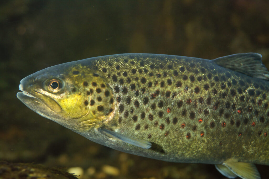 A wild brown trout holding station over gravel, its flank speckled red and black