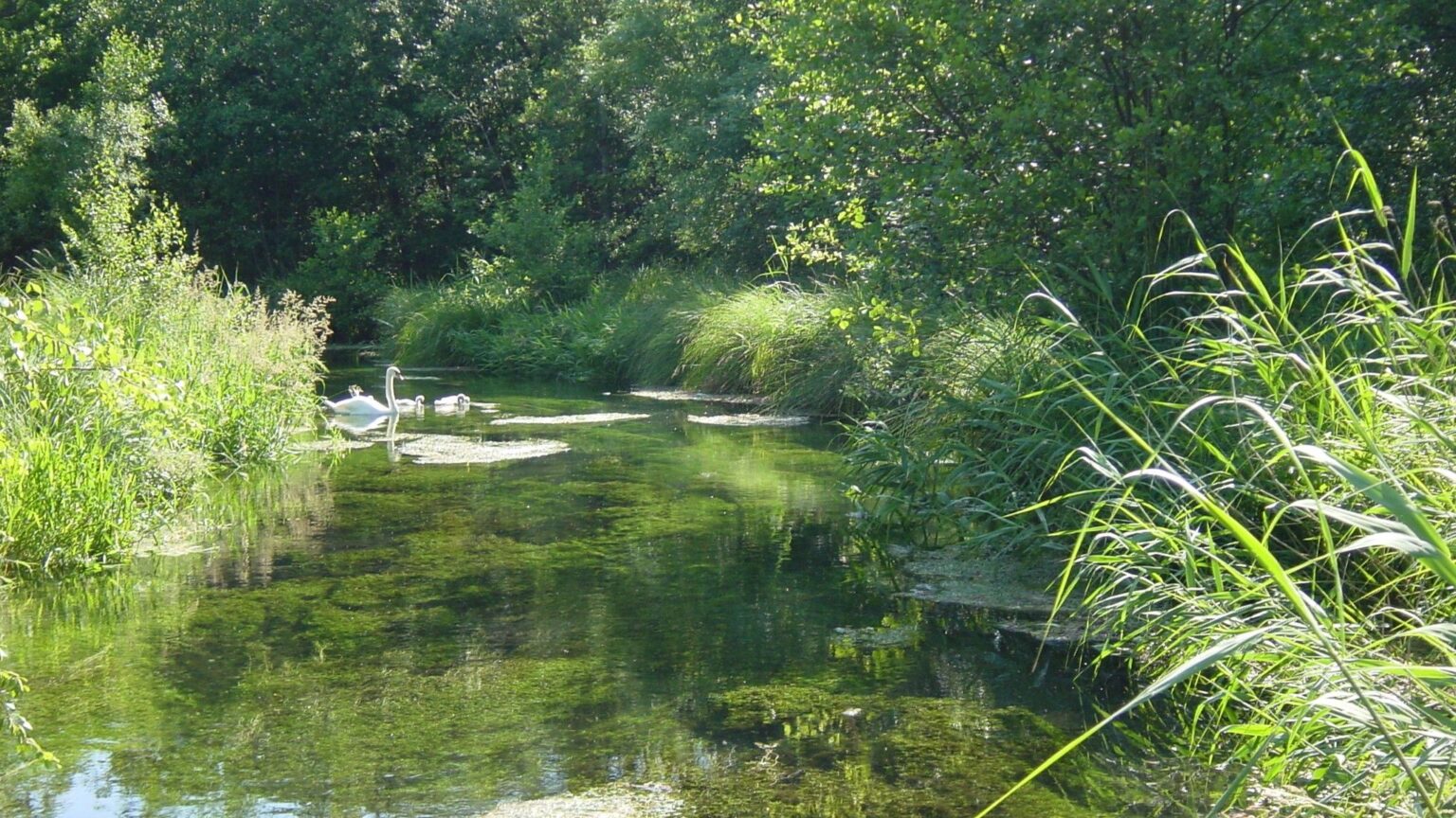 swans on the whitewater river 2 (2048x1152)